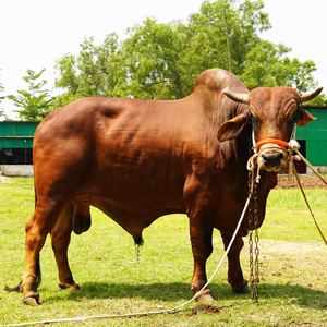 ট্যাগ নং-33, শাহীওয়াল