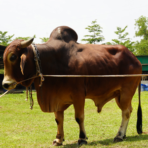 ট্যাগ নং-195, লাল সিন্ধি