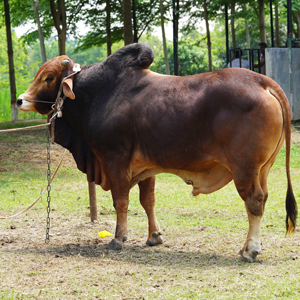 ট্যাগ নং-93, শাহীওয়াল