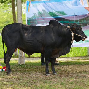ট্যাগ নং-63, শাহীওয়াল