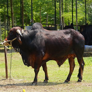 ট্যাগ নং-37, শাহীওয়াল