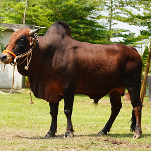 ট্যাগ নং-73, লাল সিন্ধি