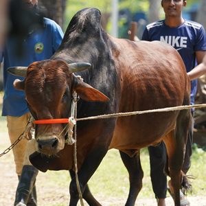 ট্যাগ নং-165, শাহীওয়াল