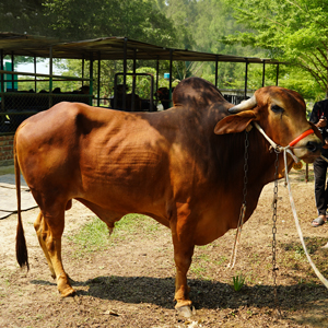 ট্যাগ নং-192, লাল সিন্ধি
