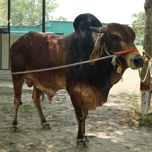 ট্যাগ নং-130, শাহীওয়াল