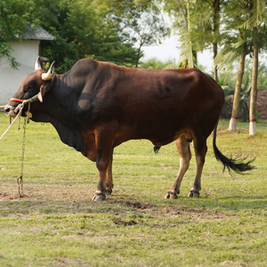 ট্যাগ নং-110, লাল সিন্ধি