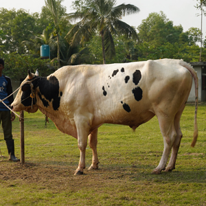 ট্যাগ নং-187, হোলস্টাইন ফ্রিজিয়ান ক্রস