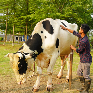 ট্যাগ নং-89, হোলস্টাইন ফ্রিজিয়ান ক্রস