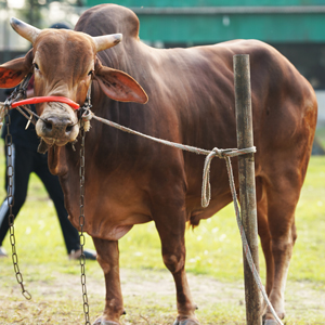 ট্যাগ নং-197, রেড চিটাগাং ক্যাটেল 