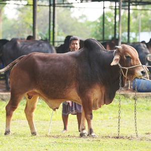 ট্যাগ নং-87, শাহীওয়াল