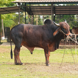 ট্যাগ নং-183, লাল সিন্ধি