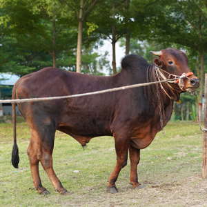 ট্যাগ নং-201, শাহীওয়াল