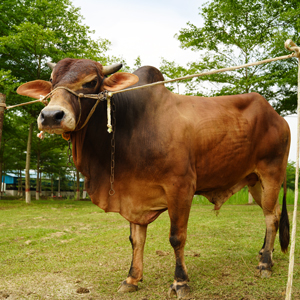 ট্যাগ নং-163, নেপালি