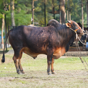 ট্যাগ নং-94, শাহীওয়াল