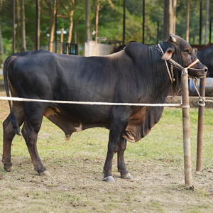 ট্যাগ নং-202, হোলস্টাইন ফ্রিজিয়ান ক্রস