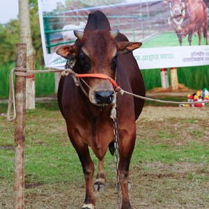 ট্যাগ নং-9, শাহীওয়াল