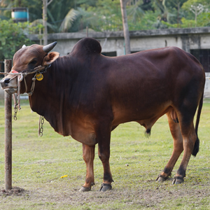ট্যাগ নং-204, শাহীওয়াল