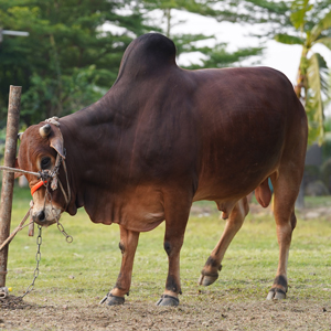 ট্যাগ নং-60, শাহীওয়াল