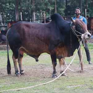 ট্যাগ নং-167, লাল সিন্ধি