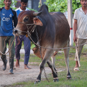 ট্যাগ নং-68, শাহীওয়াল