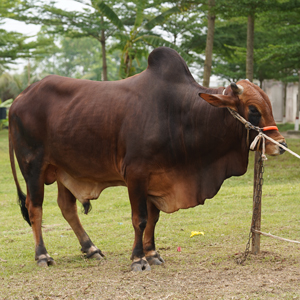 ট্যাগ নং-92, শাহীওয়াল
