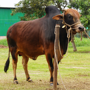 ট্যাগ নং-2, শাহীওয়াল