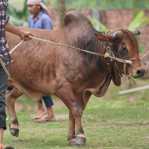 ট্যাগ নং-166, শাহীওয়াল