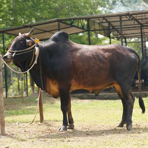 ট্যাগ নং-75, শাহীওয়াল