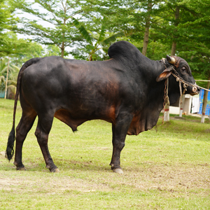 ট্যাগ নং-136, শাহীওয়াল