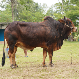 ট্যাগ নং-101, শাহীওয়াল