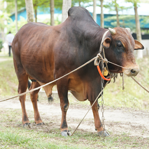 ট্যাগ-188, শাহীওয়াল