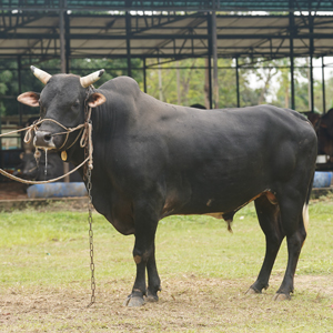 ট্যাগ নং-50, হোলস্টাইন ফ্রিজিয়ান ক্রস
