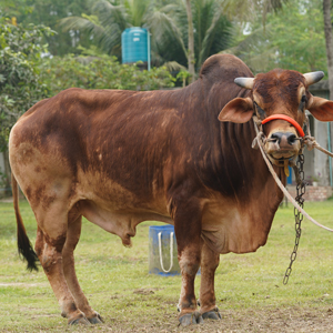 ট্যাগ নং-193, শাহীওয়াল