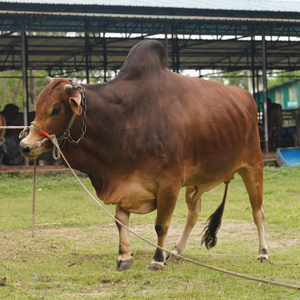 ট্যাগ নং-220, শাহীওয়াল