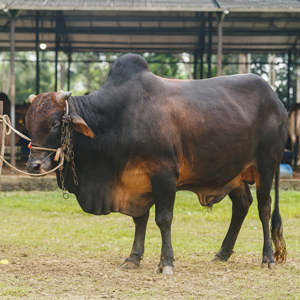 ট্যাগ নং-84, শাহীওয়াল