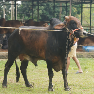 ট্যাগ নং-129, শাহীওয়াল