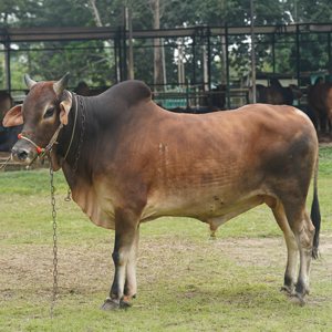 ট্যাগ নং-177, শাহীওয়াল