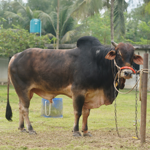 ট্যাগ নং-120, শাহীওয়াল