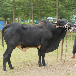ট্যাগ নং-38, হোলস্টাইন ফ্রিজিয়ান ক্রস