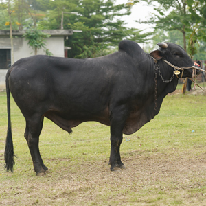 ট্যাগ নং-69, শাহীওয়াল