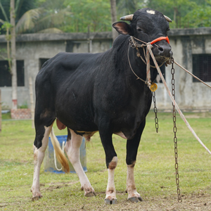 ট্যাগ নং-99, হোলস্টাইন ফ্রিজিয়ান ক্রস