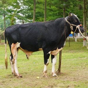 ট্যাগ নং-137, হোলস্টাইন ফ্রিজিয়ান ক্রস
