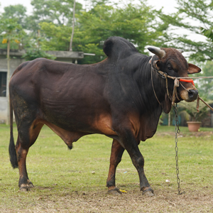 ট্যাগ নং-76, শাহীওয়াল