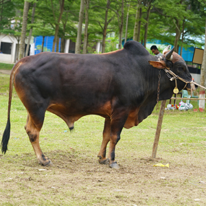 ট্যাগ নং-123, শাহীওয়াল