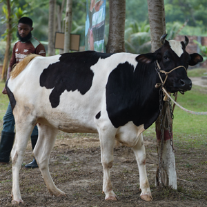 ট্যাগ নং-MC 17, হোলস্টাইন ফ্রিজিয়ান ক্রস