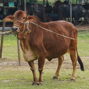ট্যাগ নং-MC 13, শাহীওয়াল