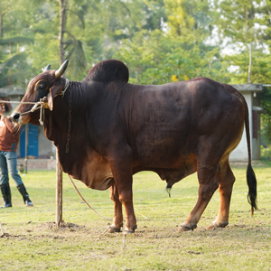 ট্যাগ নং-127, শাহীওয়াল