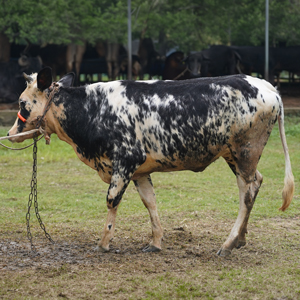ট্যাগ নং-MC 33, হোলস্টাইন ফ্রিজিয়ান ক্রস