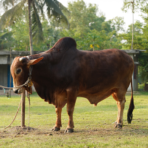 ট্যাগ নং-145, শাহীওয়াল