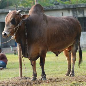ট্যাগ নং-214, শাহীওয়াল